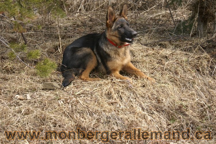 Berger allemand 9 Avril 2011 - Des portees de chiots berger allemand sont en cours !