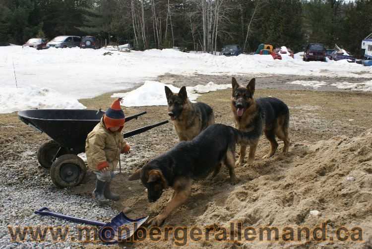 Berger allemand 9 Avril 2011 - Des portees de chiots berger allemand sont en cours !