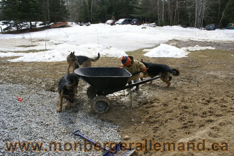 Berger allemand 9 Avril 2011 - Des portees de chiots berger allemand sont en cours !