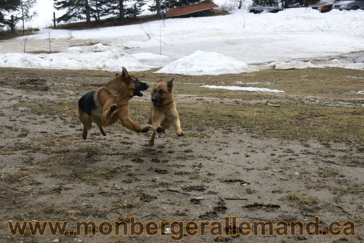 Berger allemand 9 Avril 2011 - Des portees de chiots berger allemand sont en cours !