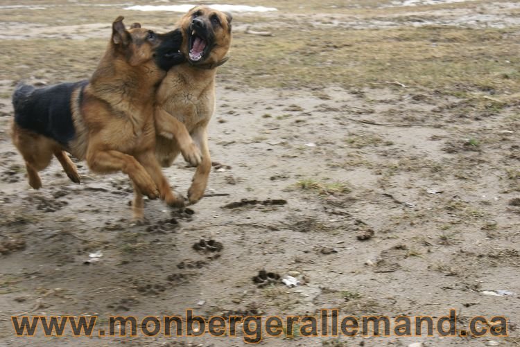 Berger allemand 9 Avril 2011 - Des portees de chiots berger allemand sont en cours !