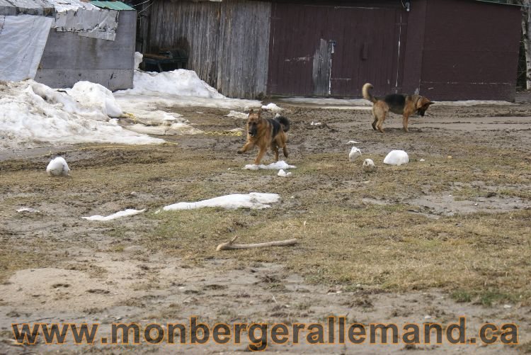 Berger allemand 9 Avril 2011 - Des portees de chiots berger allemand sont en cours !
