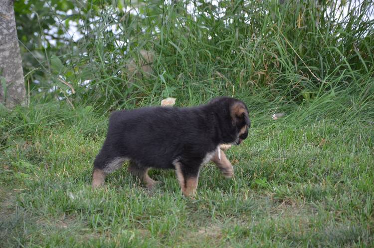 Les chiots 28 juillet 2011