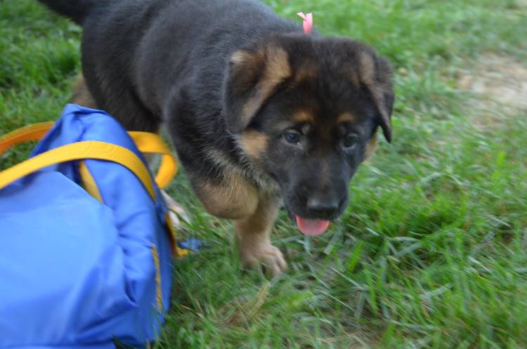 Les chiots 28 juillet 2011
