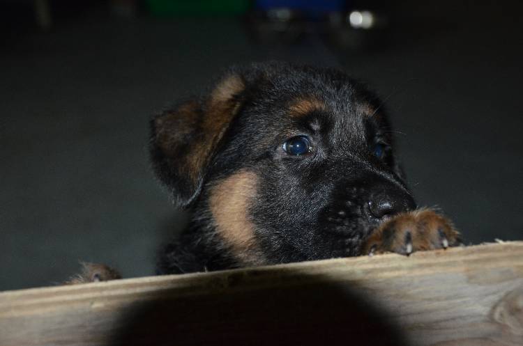 Les chiots a Roxy !