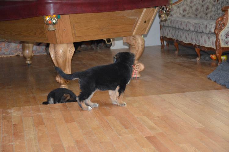 Les chiots a Roxy !
