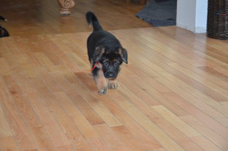 Les chiots a Roxy !