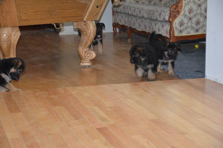 Les chiots a Roxy !