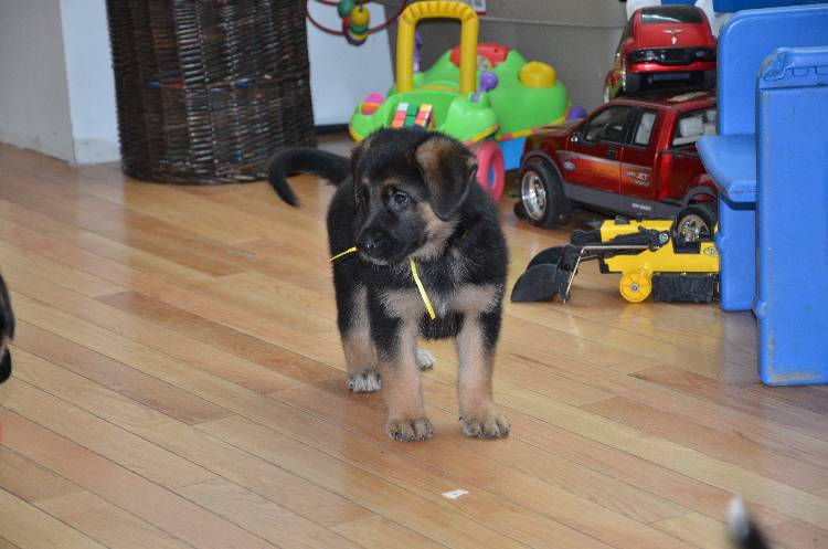Les chiots a Roxy !