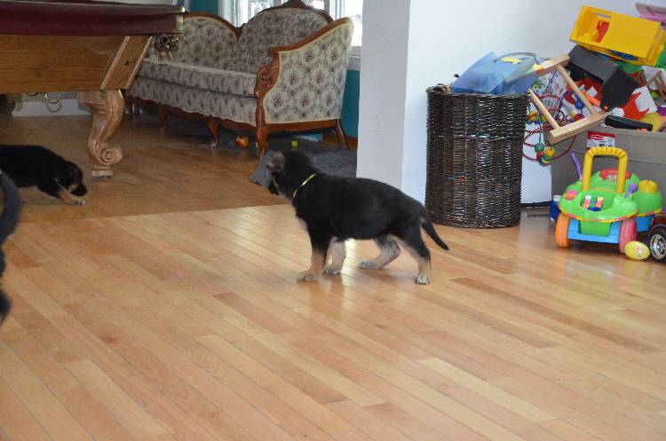 Les chiots a Roxy !