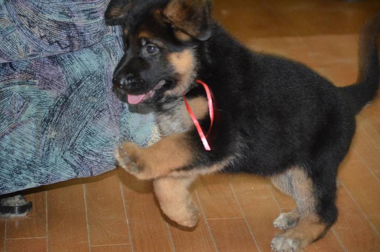 Les chiots a Roxy !