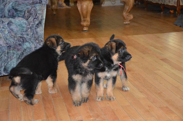 Les chiots a Roxy !