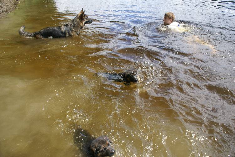 Les chiots a Roxy a la baignade - 1 mois et 1 semaine