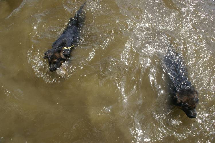 Les chiots a Roxy a la baignade - 1 mois et 1 semaine