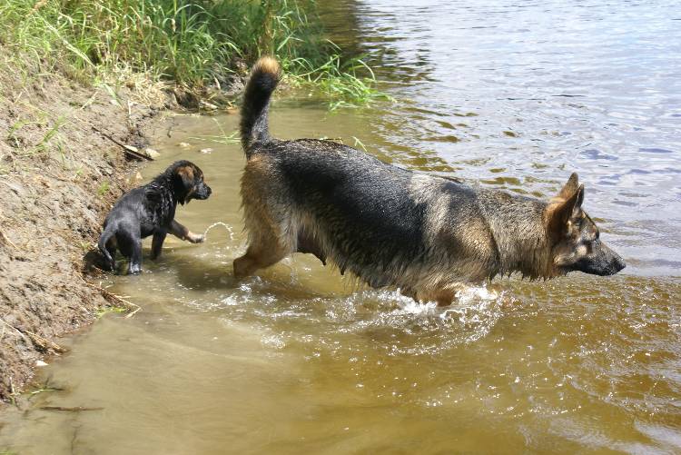 Les chiots a Roxy a la baignade - 1 mois et 1 semaine