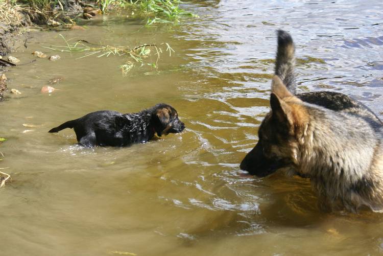Les chiots a Roxy a la baignade - 1 mois et 1 semaine