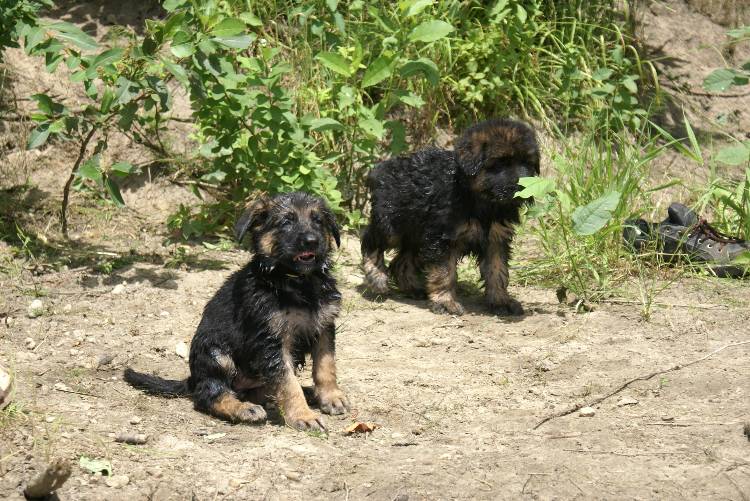 Les chiots a Roxy a la baignade - 1 mois et 1 semaine