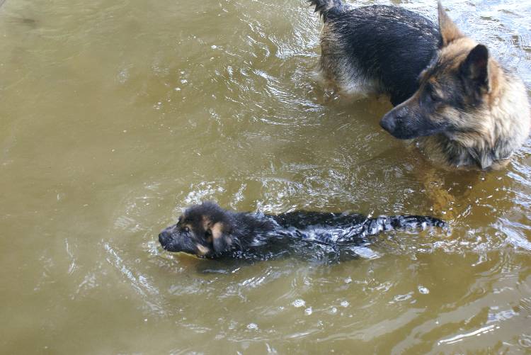 Les chiots a Roxy a la baignade - 1 mois et 1 semaine