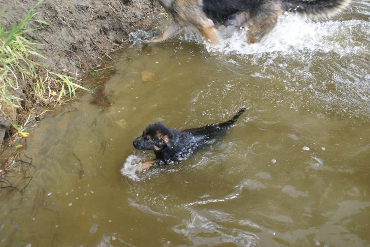 Les chiots a Roxy a la baignade - 1 mois et 1 semaine