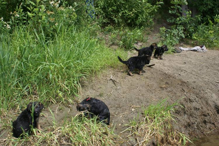 Les chiots a Roxy a la baignade - 1 mois et 1 semaine
