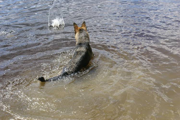 Les chiots a Roxy a la baignade - 1 mois et 1 semaine