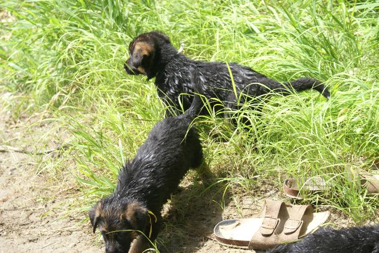 Les chiots a Roxy a la baignade - 1 mois et 1 semaine