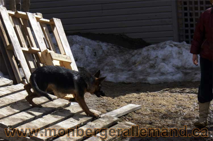 Photos de nos berger allemand mois Avril 2011