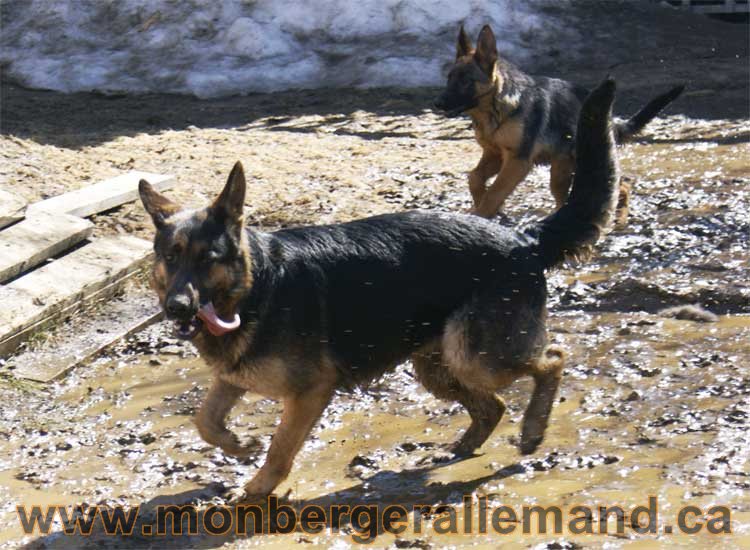 Photos de nos berger allemand mois Avril 2011
