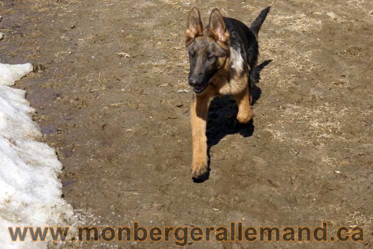 Photos de nos berger allemand mois Avril 2011