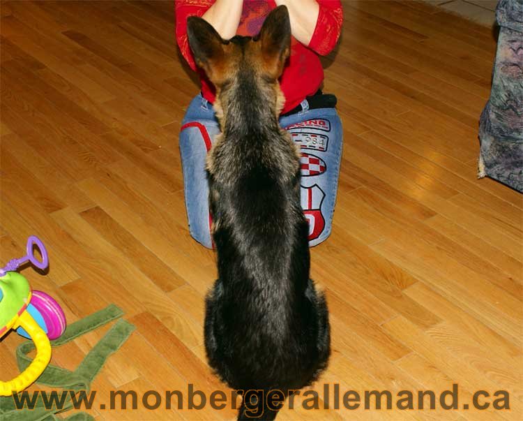 Berger allemand - Chiots et chien de grand cru