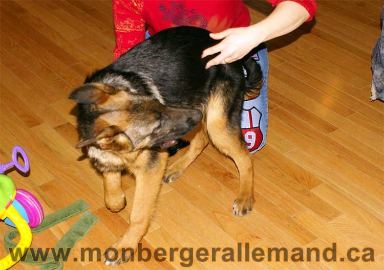 Berger allemand - Chiots et chien de grand cru