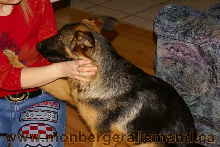 Berger allemand - Chiots et chien de grand cru