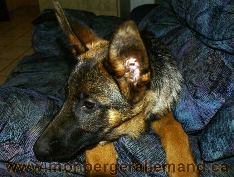 Berger allemand - Chiots et chien de grand cru