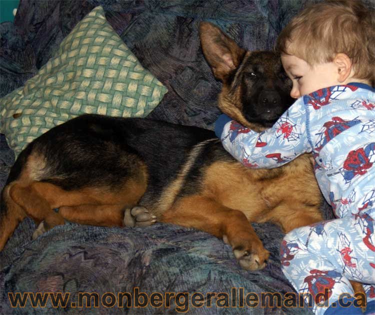 Berger allemand - Chiots et chien de grand cru