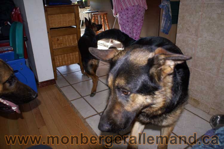 Berger allemand - Chiots et chien de grand cru