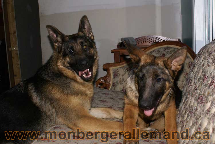 Berger allemand - Chiots et chien de grand cru