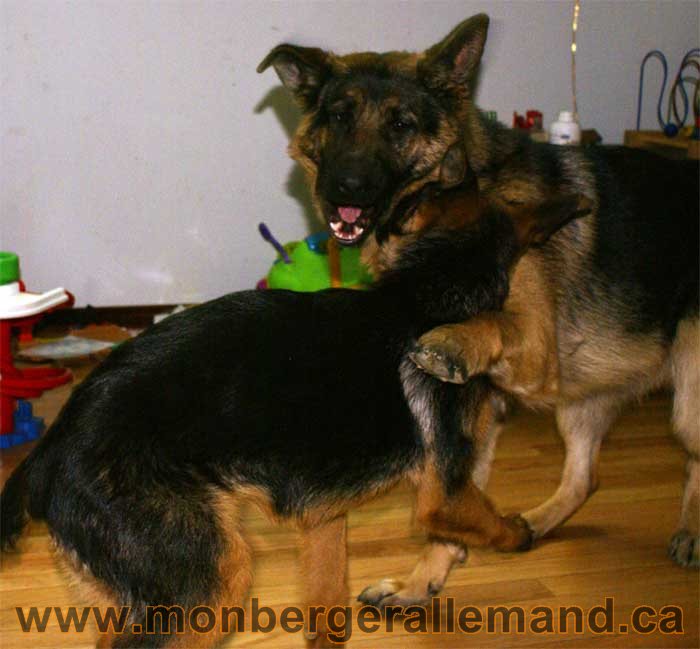 Berger allemand - Chiots et chien de grand cru