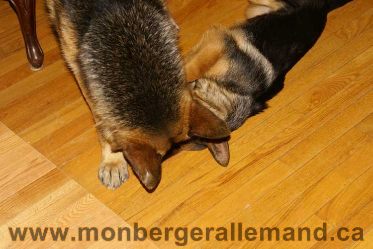 Berger allemand - Chiots et chien de grand cru