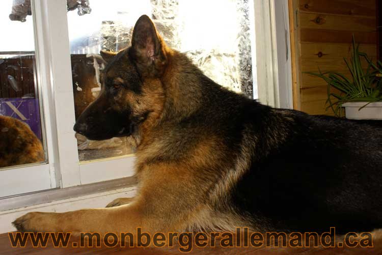 Berger allemand - Chiots et chien de grand cru