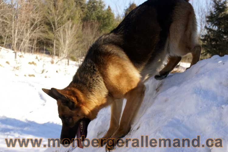 Photo berger allemand Janvier 2011 - outaouais-Laurentides-monteregie-estrie-montreal-gatineau-laval