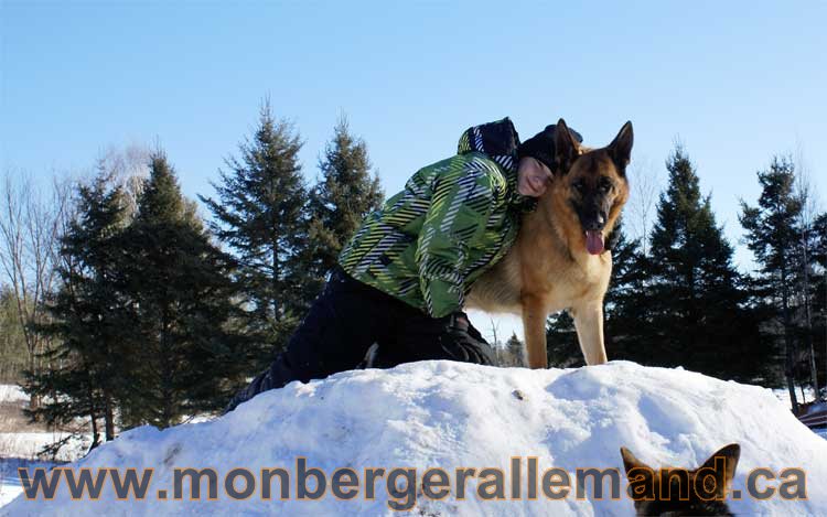 Photo berger allemand Janvier 2011 - outaouais-Laurentides-monteregie-estrie-montreal-gatineau-laval