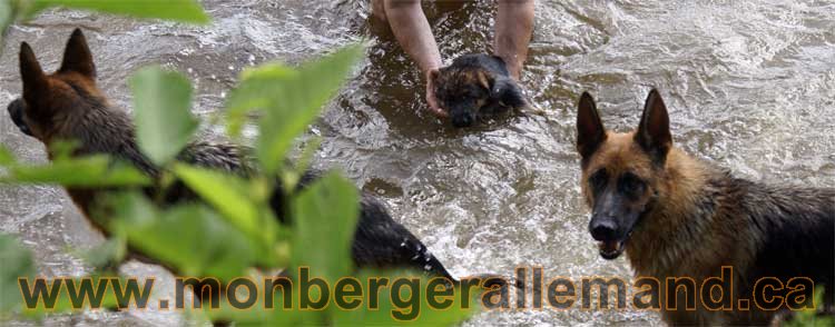 Chiots berger allemand a Kenya 23 juillet 2011