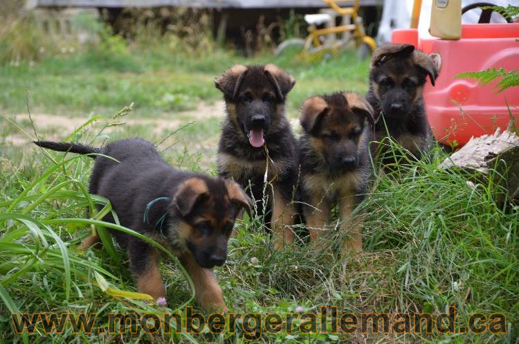 Les chiots a Kenya, Il vont bientôt nous quitter !!!!