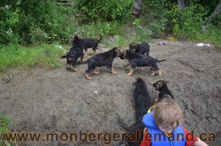 Les chiots a Kenya, Il vont bientôt nous quitter !!!!