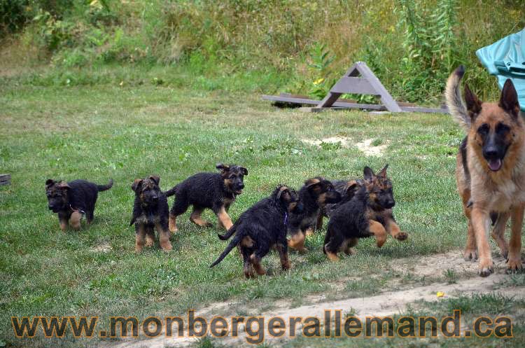 Les chiots a Kenya, Il vont bientôt nous quitter !!!!