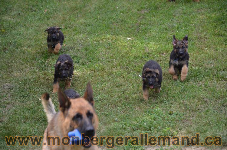 Les chiots a Kenya, Il vont bientôt nous quitter !!!!