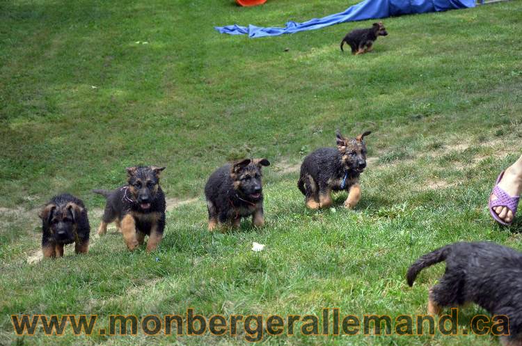 Les chiots a Kenya, Il vont bientôt nous quitter !!!!