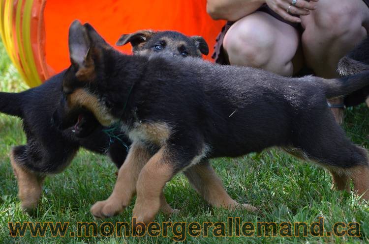Les chiots a Kenya !