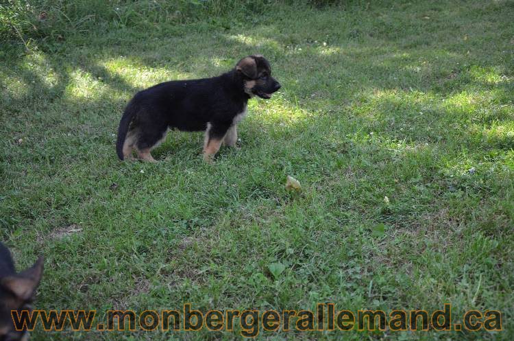 Les chiots a Kenya !