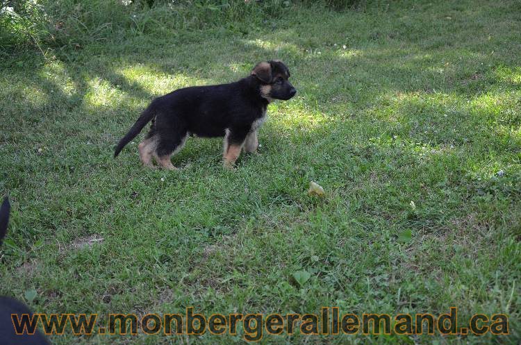 Les chiots a Kenya !